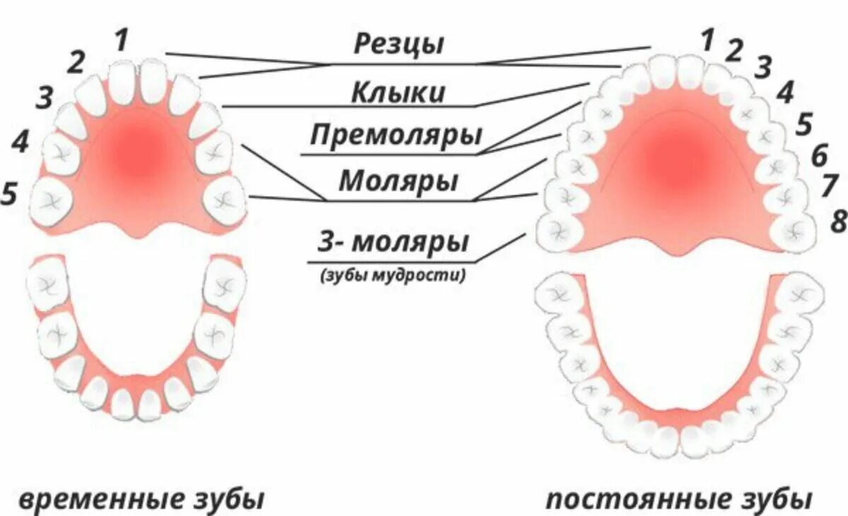 Во сколько лет выпадает последний молочный - найдено 90 картинок