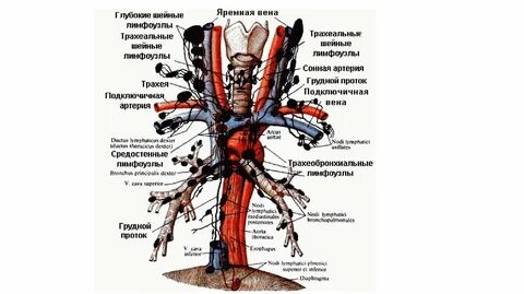 Лимфоузлы средостения