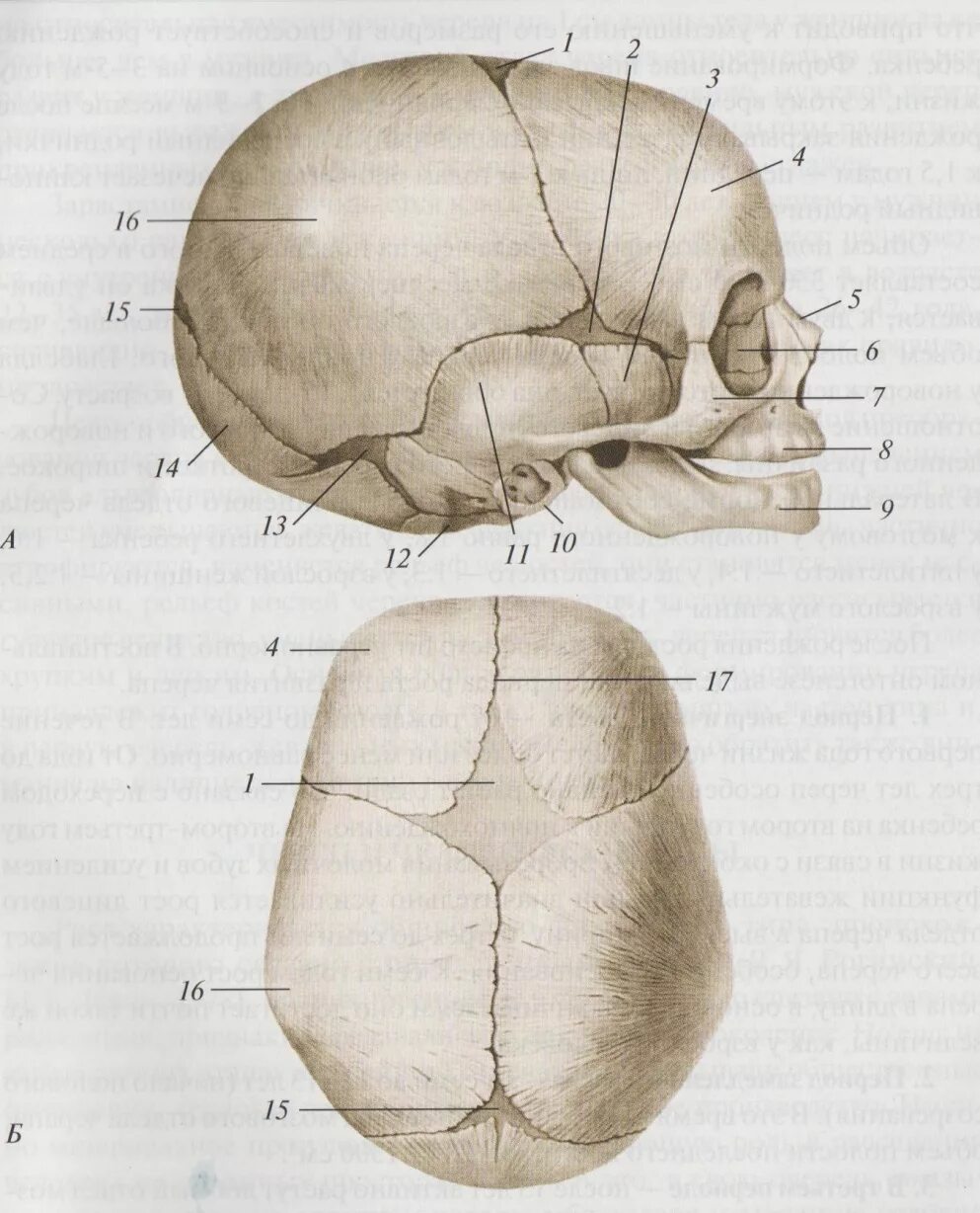 Форма родничков. Роднички новорожденного анатомия черепа. Скелет головы швы черепа роднички. Череп человека сбоку Родничок. Роднички у новорожденных анатомия.