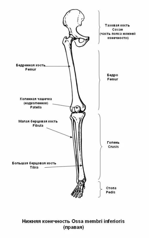 Скелет нижних конечностей человека кости. Строение скелета нижней конечности (отделы и кости). Схема костей нижних конечностей. Кости нижних конечностей человека анатомия на латыни. Скелет свободных нижних конечностей схема.