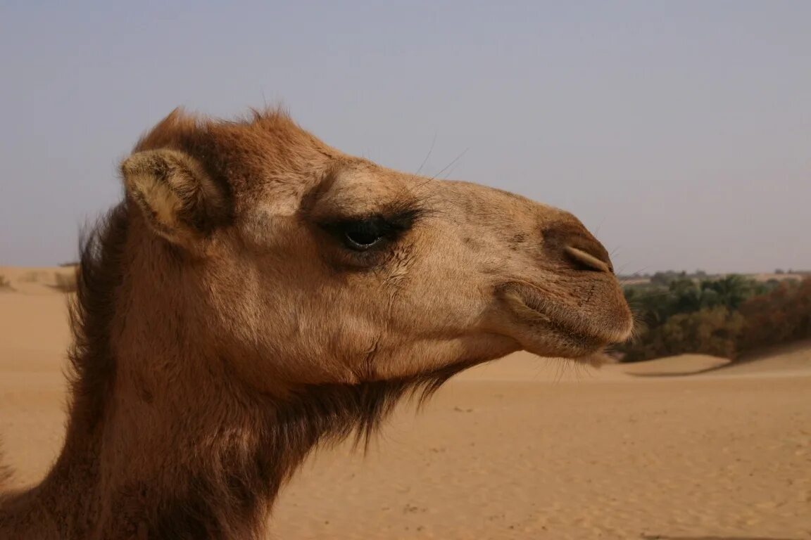 Camel beautiful