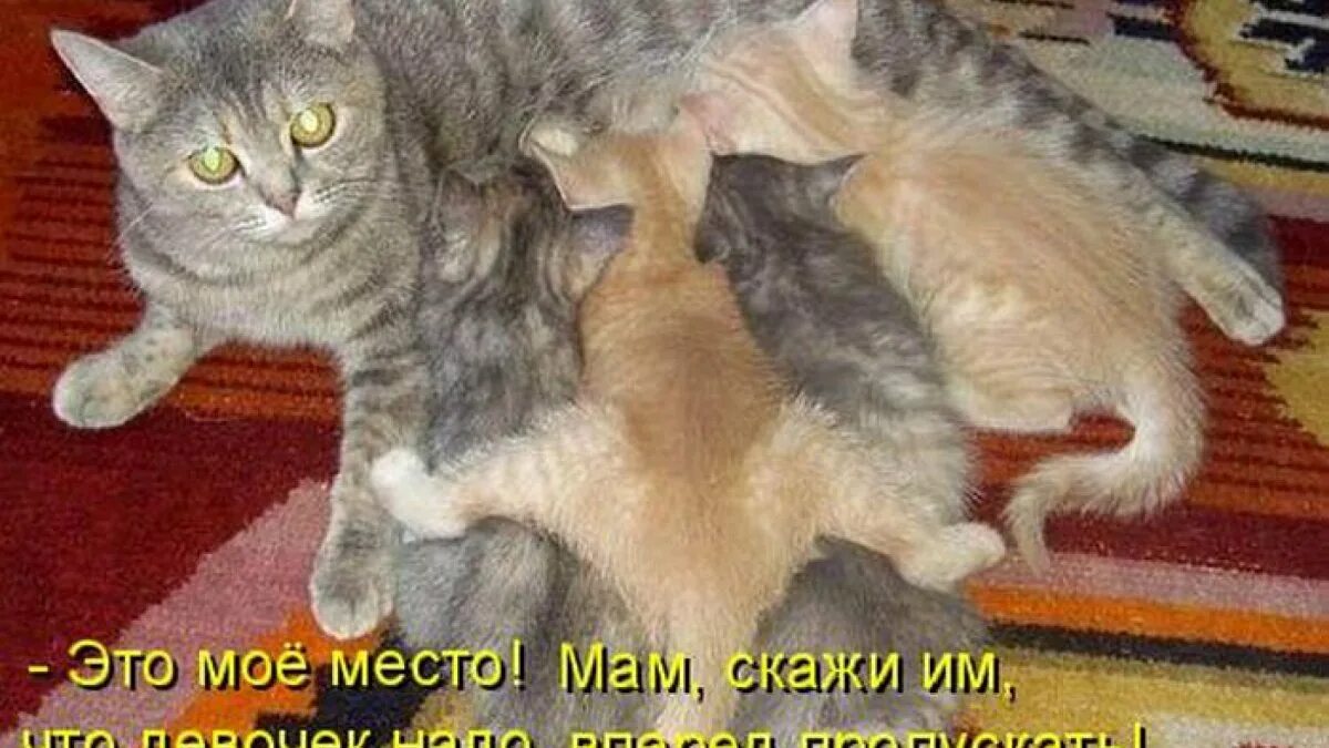 Говорящие котики видео. Кошка говорит мама. Котики приколы с надписями. Кошка говорит мама. Кошка говорит мама.