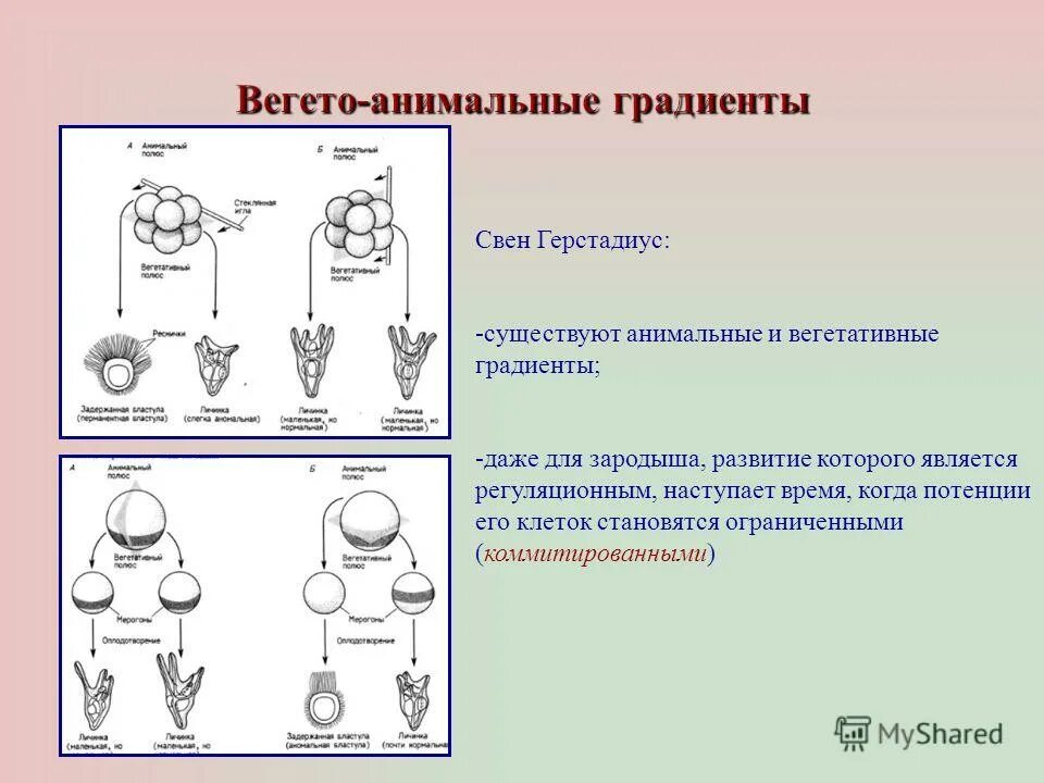 Образование неспециализированной клеточной массы развитие генеративных