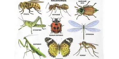 дикие насекомые названия