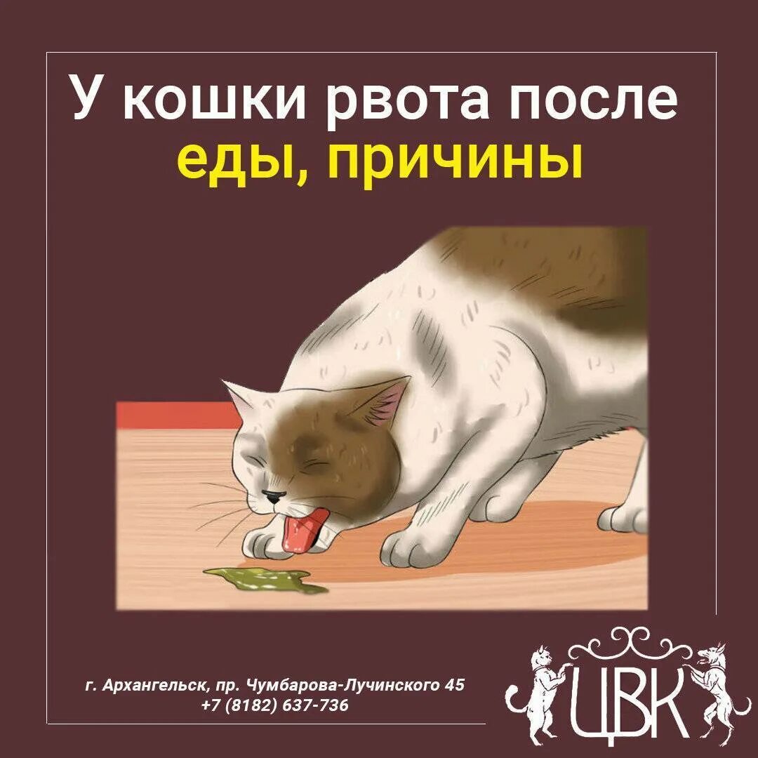 Почему кота рвет едой. Кот блюет после сухого корма.