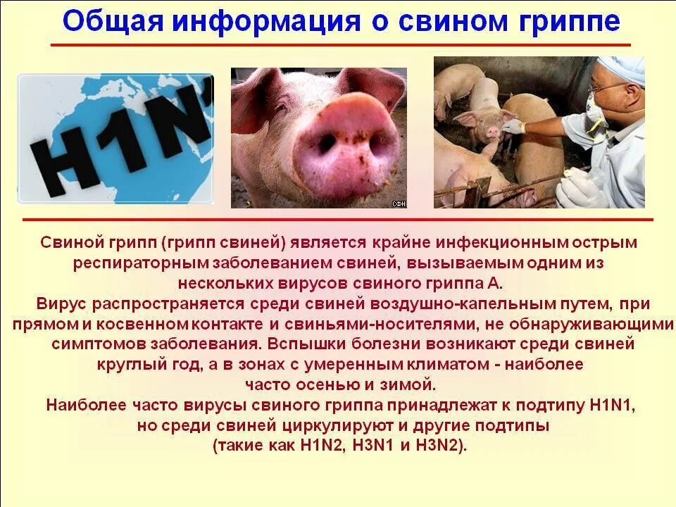 Свиной грипп. Свиной грипп вирусное заболевание.