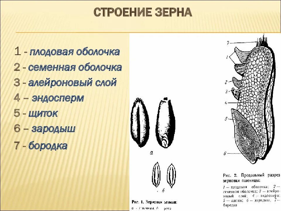 Оболочка зерна зародыш