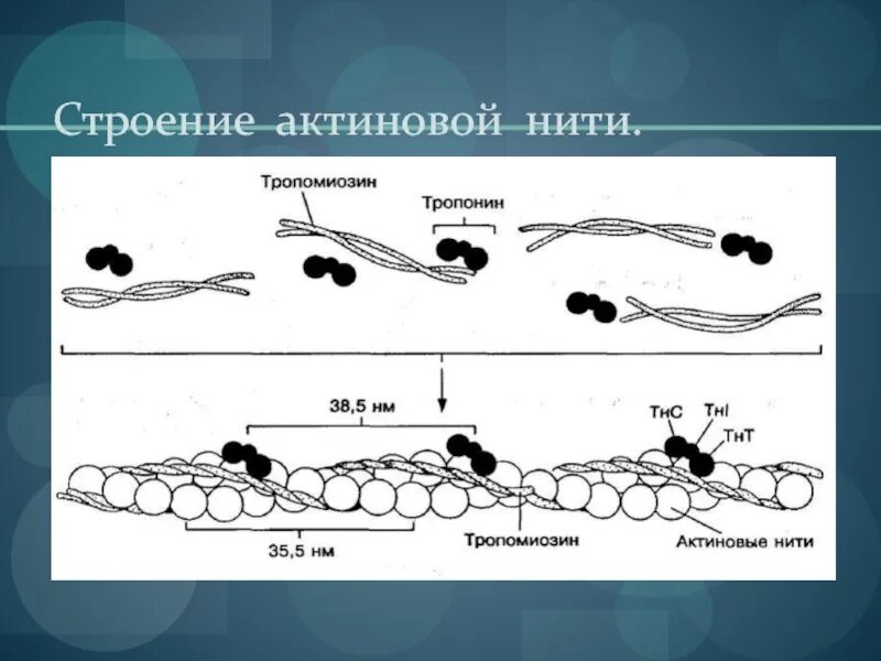 Тропонин и тропомиозин. Актин тропонин тропомиозин схема. Строение нити актина. Тропонин строение. Нити актина