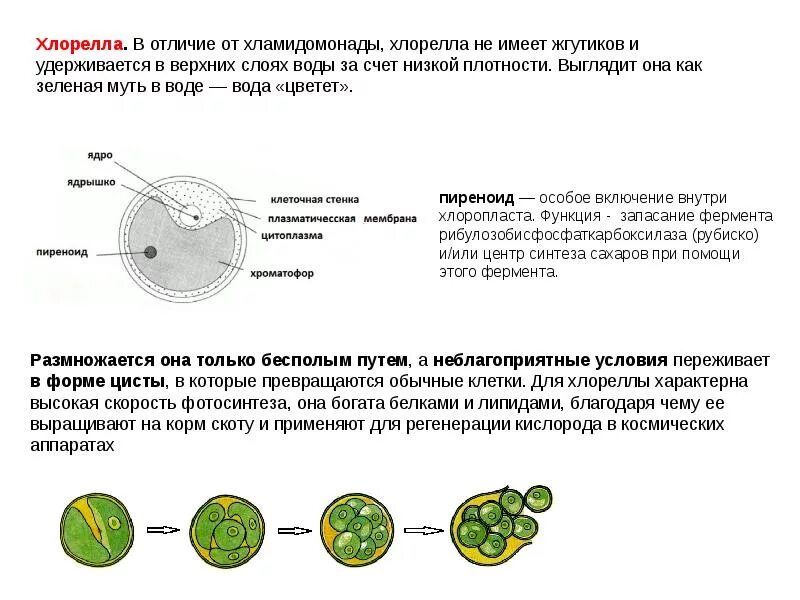 Основные элементы зеленой водоросли хлореллы. Функции выполняются разными структурами клетки хлореллы. компоненты клетки хлореллы. особенности строения клеток хлореллы. хлорелла строение клеточная мембрана.