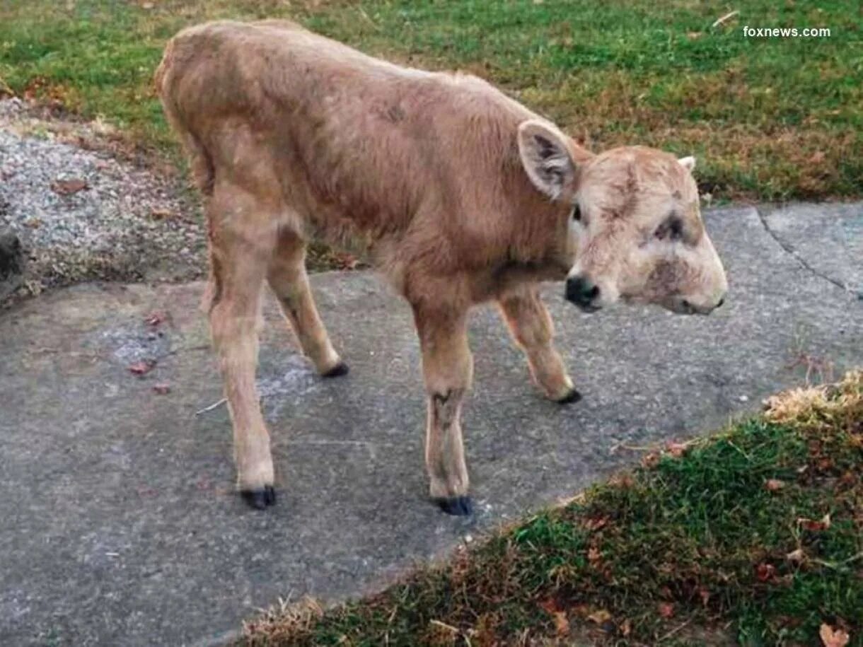 Мутации животных в чернобыле. Мутация животных в чернобыль зона отчуждения. Мутировшие животные чернобыль. Чернобыльские мутации животных. Чернобыль мутированные звери.