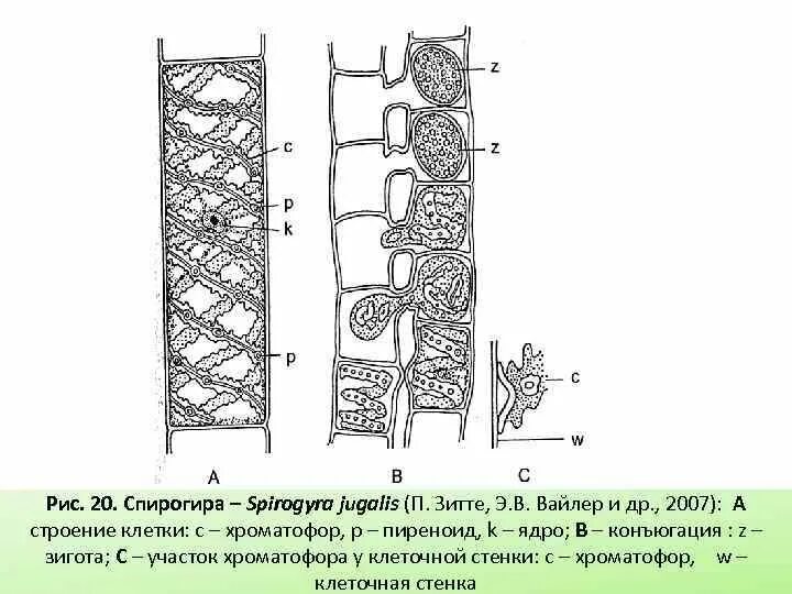 Внешний вид клеток спирогиры. Строение клетки спирогиры. размножение спирогиры схема. нитчатый таллом спирогиры. конъюгация спирогиры схема.