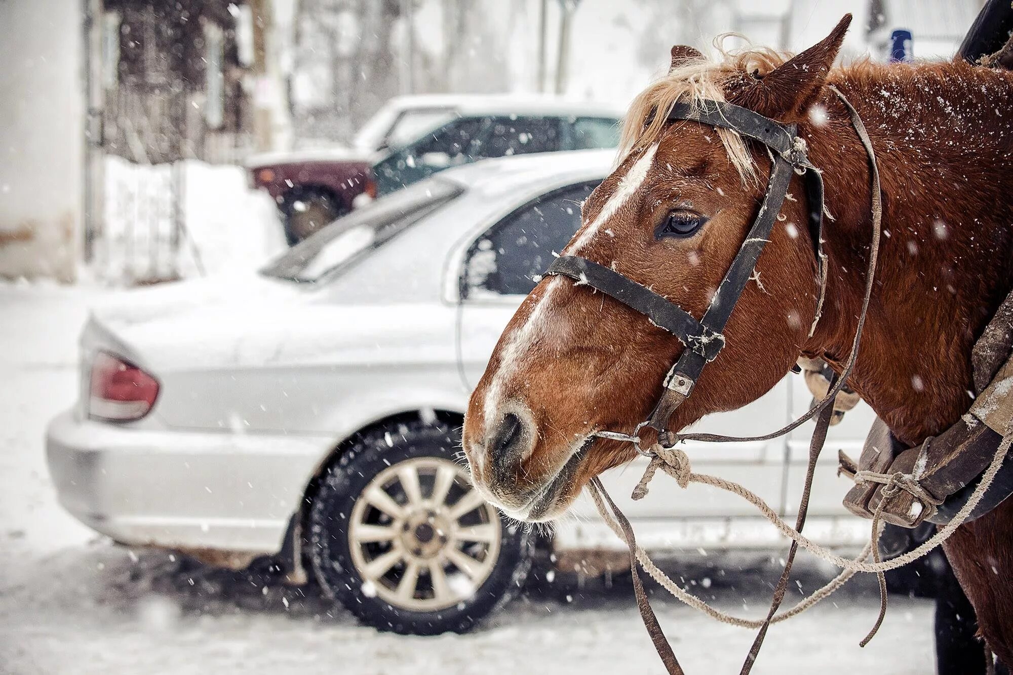 сила лошади в лошадиных силах. киловатты в лошадиные силы. максимально лошадиных сил в мире. мощность двигателя в квт перевести. лошадиная сила мощность.