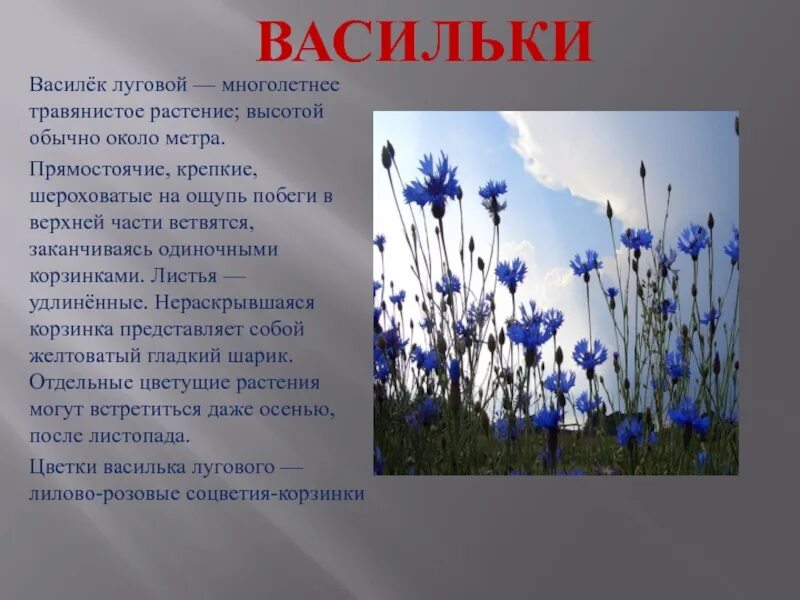 Васильки 3 класс. Полевые цветы описание. Сообщение о луговых цветах. Описание василька. Сообщение о полевых цветах.