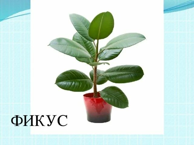 Песня фикус. Песня фикус. Фикус для детей. Песня фикус. Песня фикус.