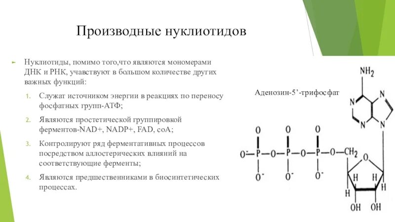 Мономер РНК. Мономеры ДНК И РНК. Мономерами ДНК И РНК являются. Фосфатная группа РНК.