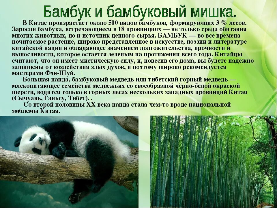 Доклад про панду. Панда красная книга. Большая панда сообщение. Доклад о панде из красной книги. Рассказ о панде.