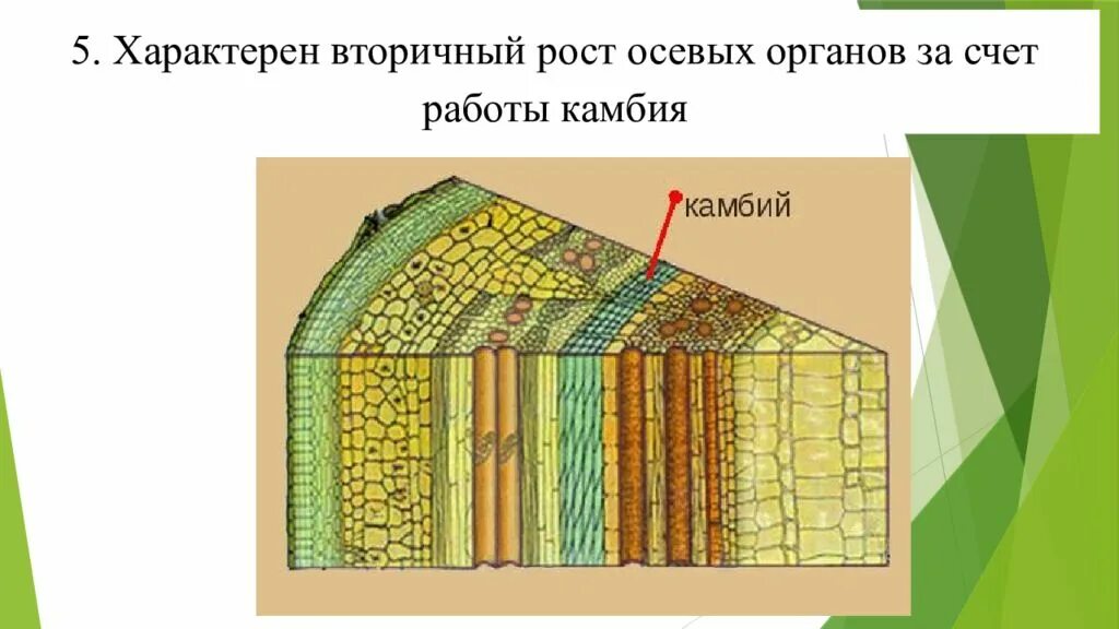 Какая роль камбия. Камбий. клетки камбия. форма клеток камбия. камбий у растений.