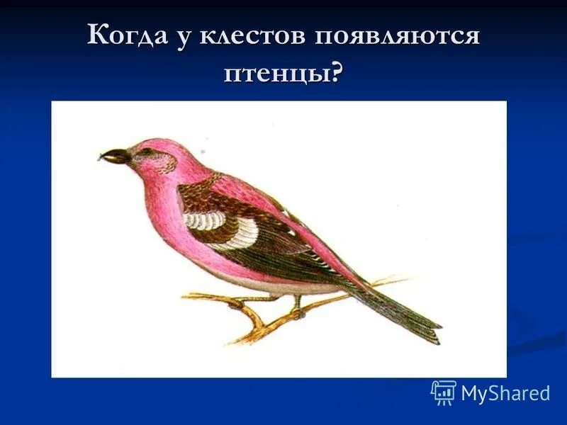 певчий дрозд высиживает яйца. дрозды яйца птенцы. гнездо дрозда рябинника. гнездовой птенец воробья. когда появляются птенцы.