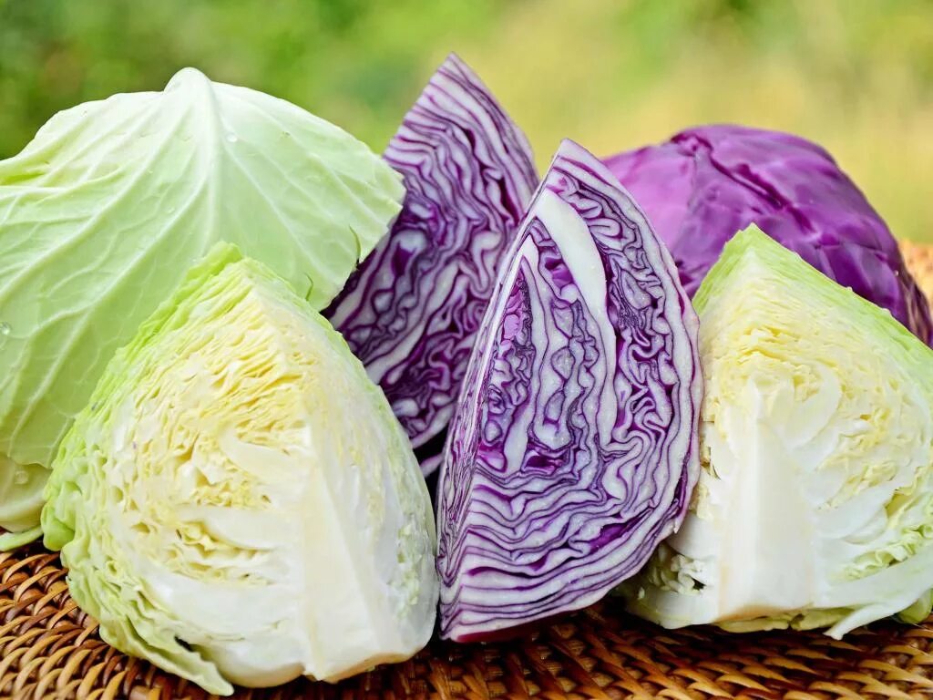 Фиолетовая капуста. Человек капуста. White Cabbage. Капустная диета. Капуста прикамье