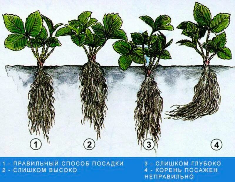 Усы ремонтантной клубники