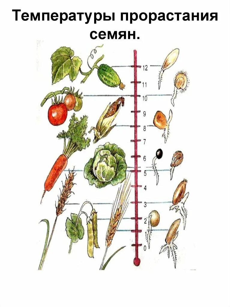 Температура прорастания семян томатов. Схема прорастания семян эспарцета. Температура прорастания семян. Температура прорастания семян схема. Температура при прорастании семян.