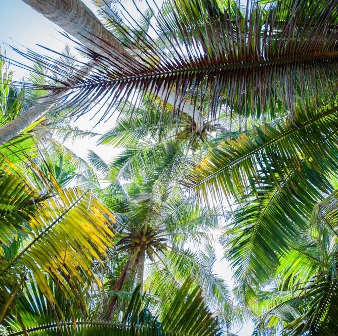 Пальмы шри ланки. Шри Ланка пальмы. Колючие пальмы Шри Ланка. Пальмы вид снизу. Зелень Шри Ланки пальмы.