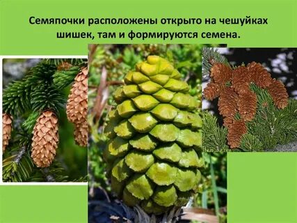 Семена сосны название