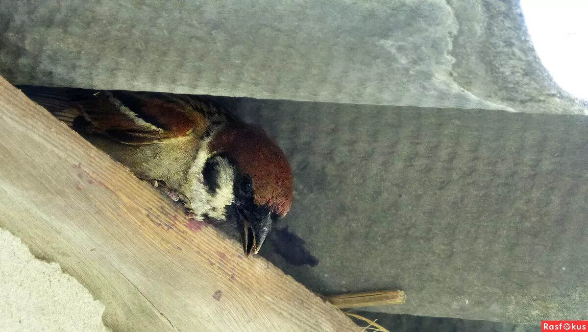 уютная комната на чердаке. воробей на крыше. гнездо воробья на крыше. гнездо под крышей. кровать-чердак.