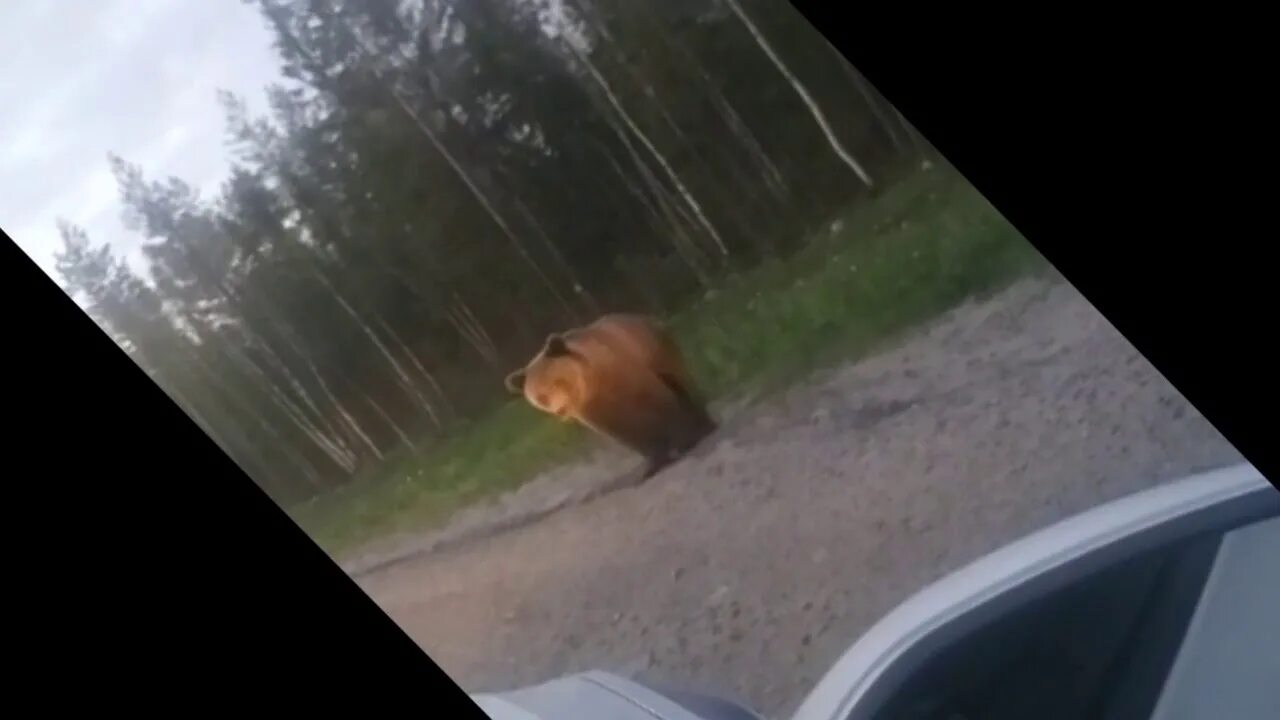 Выйдя из дома миша шел. Медведь на трассе Медвежьегорск. Медведь на трассе зимой. Карелия медведи на дороги.