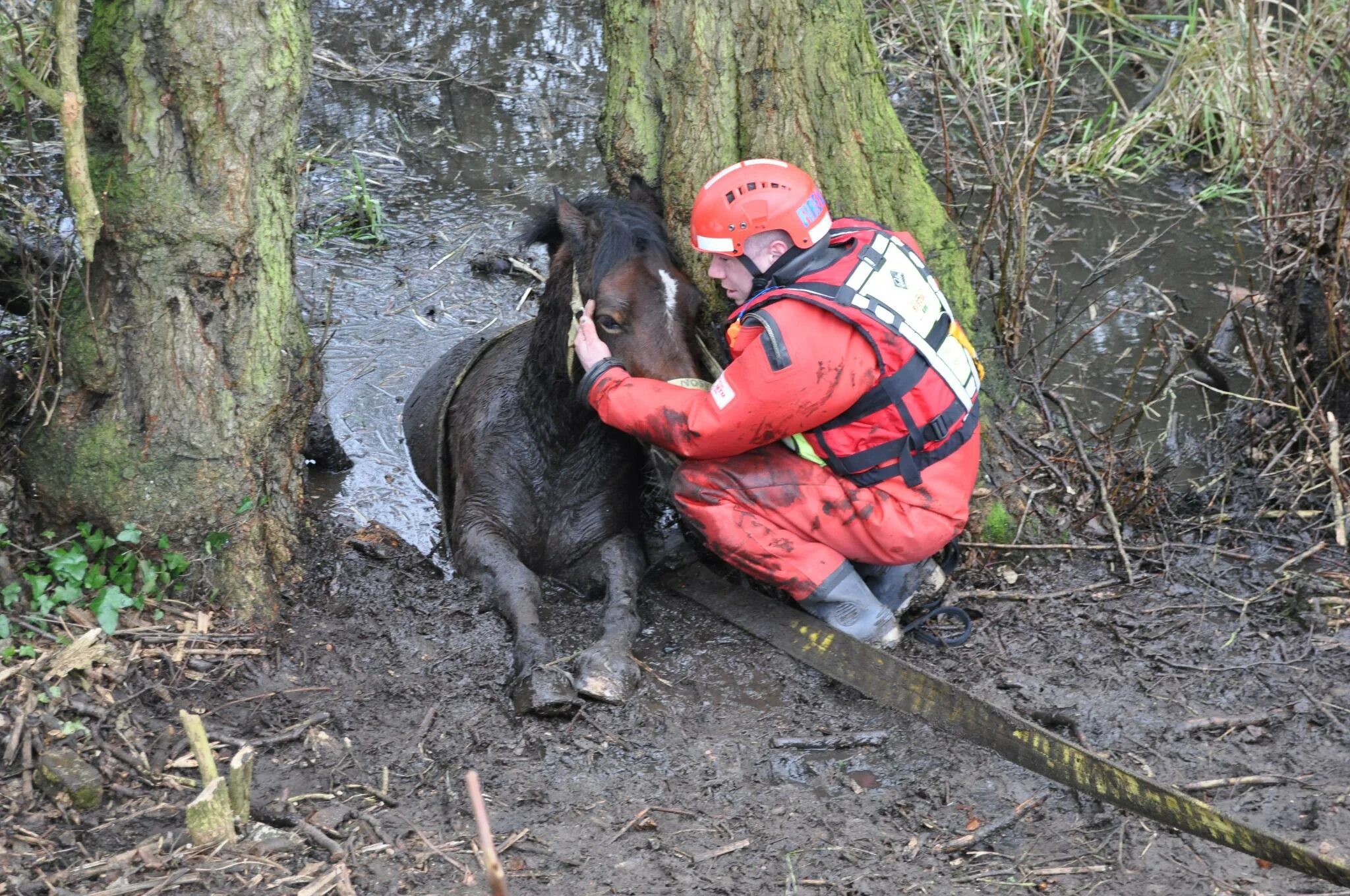 Кто спас зверей от страшного. Спасатели МЧС спасают животных.