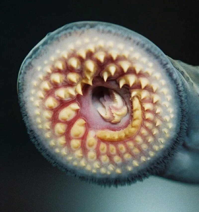 Зубы червяков. Морская минога (petromyzon marinus). Пиявка медицинская строение челюсти. Зубы червяков. Морская минога (petromyzon marinus).