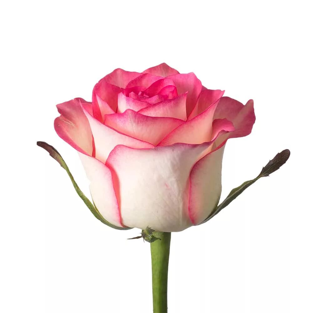 Букет цветов поштучно. Сорт розы Джумилия.
