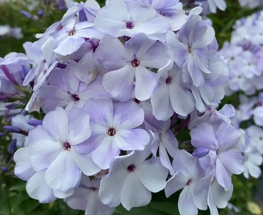 флокс флейм лилак. флокс флейм. флокс флейм пурпл. флокс метельчатый 'flame purple eye. флокс метельчатый 'early purple eye'.