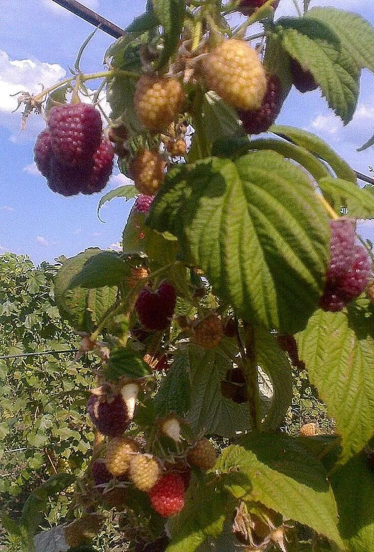 Малина шапка Мономаха. Малина шапка Мономаха куст. Сорт малины шапка Мономаха. Малина ремонтантная шапка Мономаха.