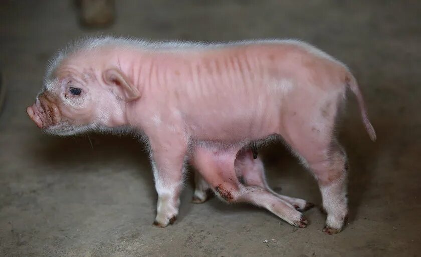Беременность у свиней длится. Супоросные свиноматки. Новорожденные поросята.