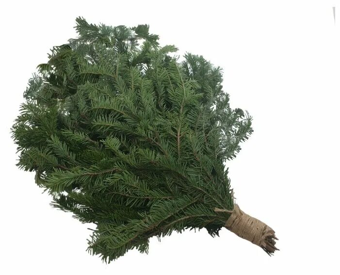 веник из пихты. пихтовый лапник в бане. еловый, можжевеловый, пихтовый, сосновый веник. можжевельниковый веник. пихта веник.