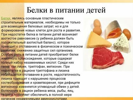 Нужен ли человеку животный белок
