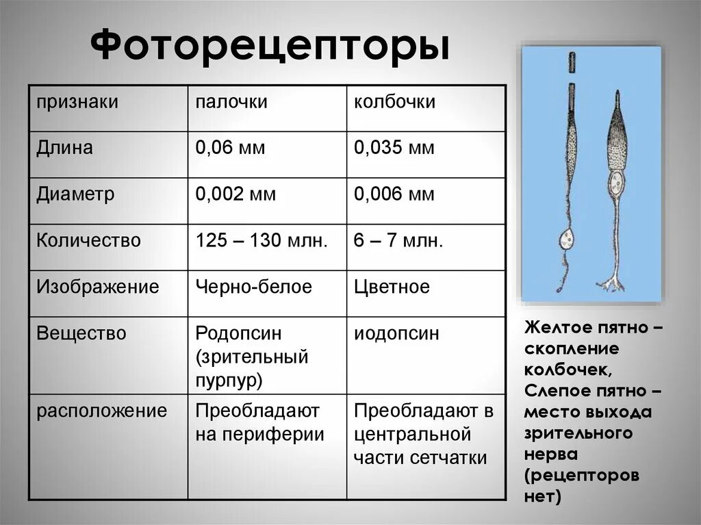 Палочки и колбочки сетчатки глаза строение. Колбочки и палочки глаза функции и строение. Зрение палочки и колбочки функции. Фоторецепторы строение и функции.