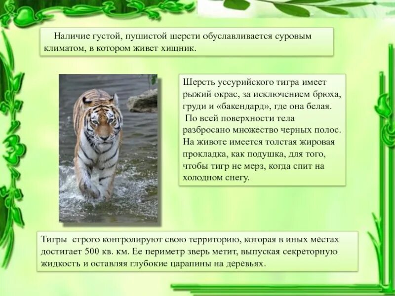Сообщение о Уссурийском Тигре. Систематическая категория Уссурийского тигра. Наследие России Амурский тигр сообщение.