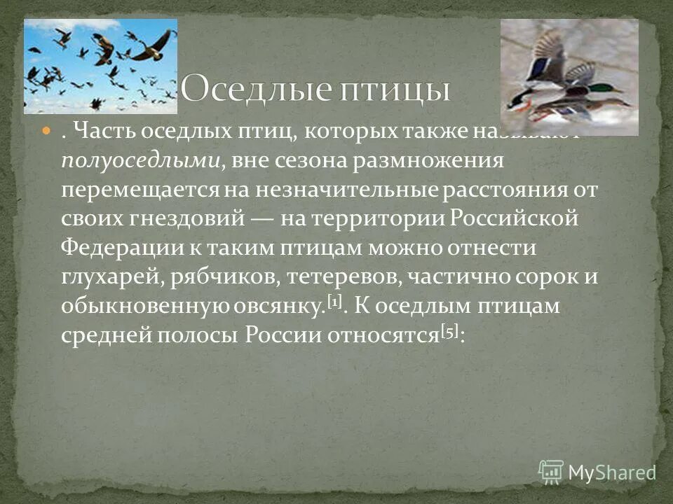 доклад о птице стриж. белолобая ласточка.