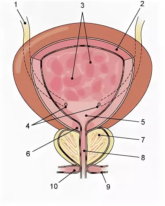 Строение мочевого пузыря мочеиспускательного канала. Мочевой пузырь анатомия у женщин. Сфинктер мочевого пузыря анатомия. Внутреннее отверстие мочеиспускательного канала. Мочевой пузырь снаружи.