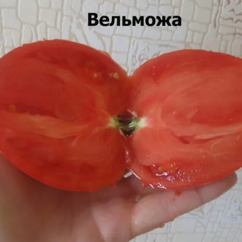 Вельможа томат описание отзывы и фото характеристика