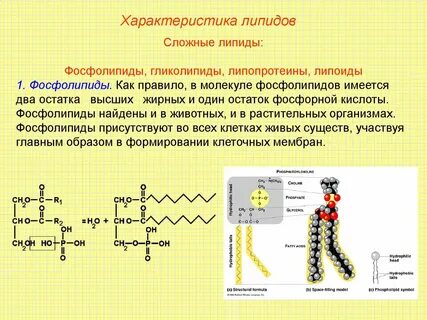 Особенности липидов биология