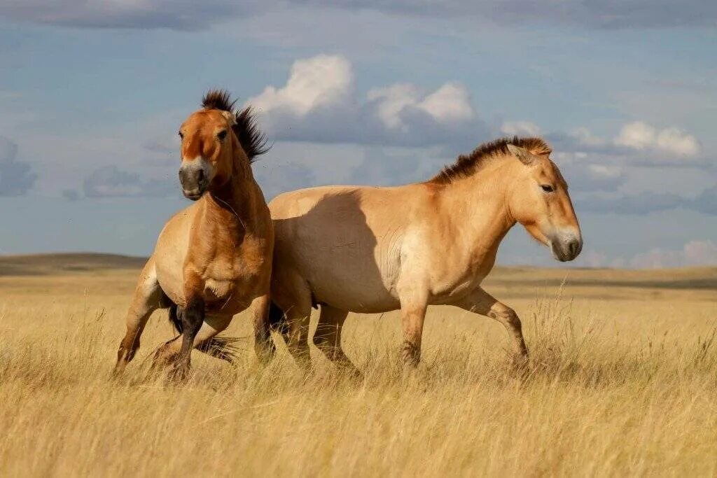 Пржевальский лошадь Пржевальского. Непарнокопытные лошадь Пржевальского. Лошадь Пржевальского Equus przewalskii. Дикая лошадь лошадь Пржевальского. Почему лошадь пржевальского