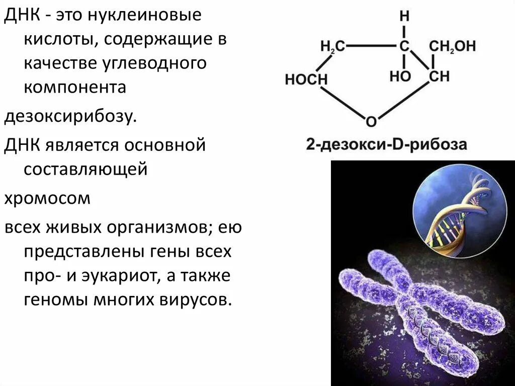 Днк это какие данные. ДНК расшифровка. Нуклеиновые кислоты хромосомы. ДНК простейших. ДНК понятие.