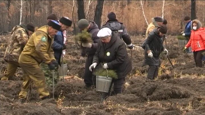 В ряд высадили 12 деревьев. Волонтер сажает что то.