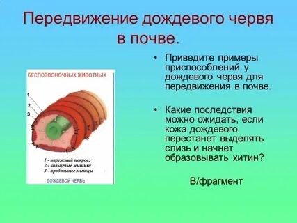 Слизь дождевого червя