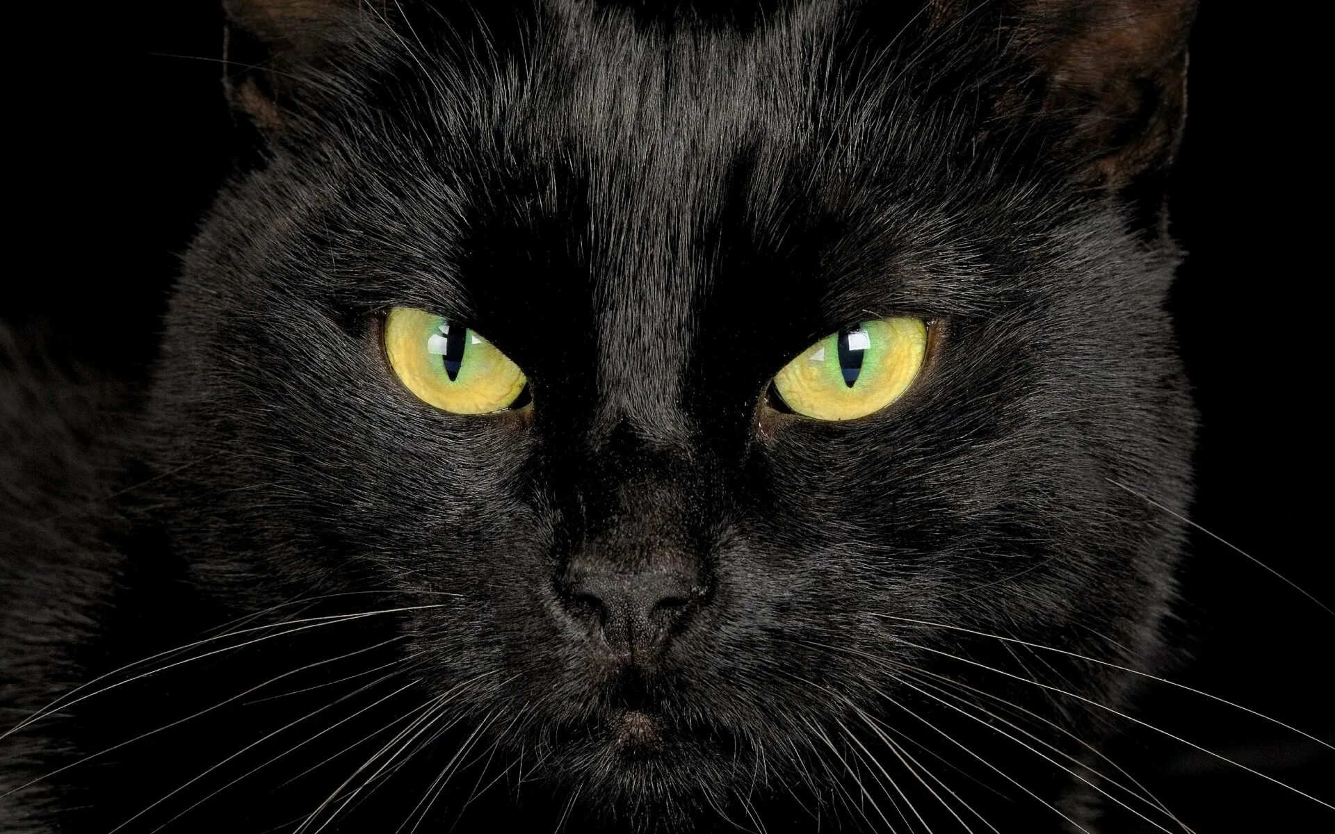 Черные любой. Чёрный кот. Черные коты. Красивый черный кот. Красивая черная кошка.