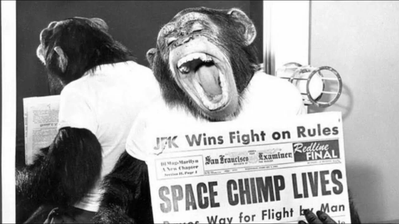 There a chimp at the circus. There a chimp at the circus