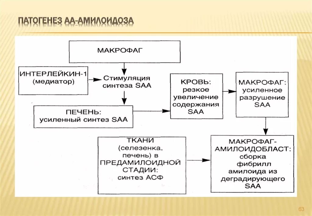 Механизм развития амилоидоза. Патогенез вторичного амилоидоза почек. Патогенез первичного амилоидоза. Механизм амилоидоза. Патогенез первичного амилоидоза.